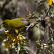 Male Hawaiʻi ʻamakihi on a māmane tree. Photo Courtesy of Bettina Arrigoni